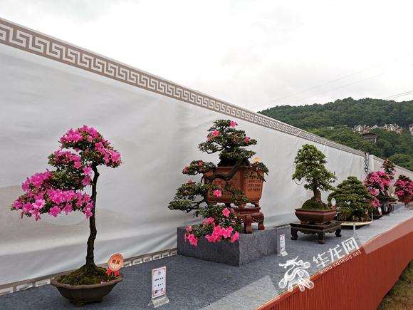 重庆千盆杜鹃盆景展