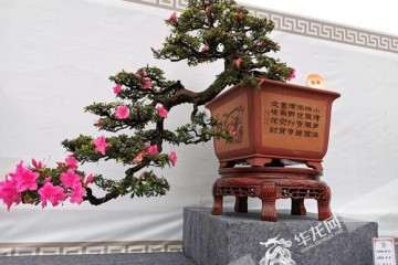 南岸区供销社举办2019重庆千盆杜鹃盆景展