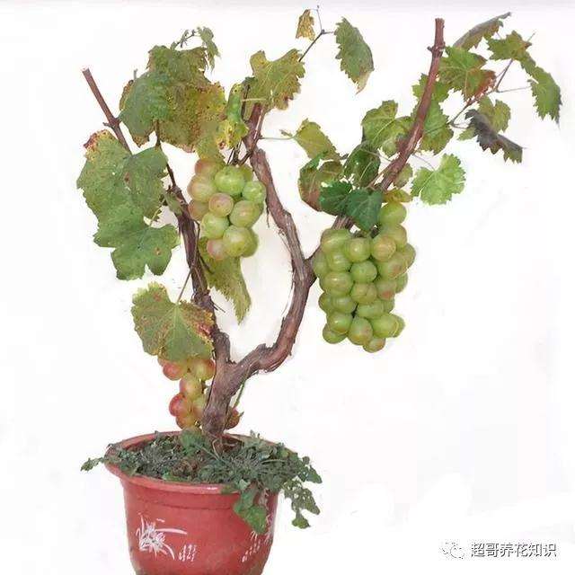 怎么高压栽种葡萄盆景的方法