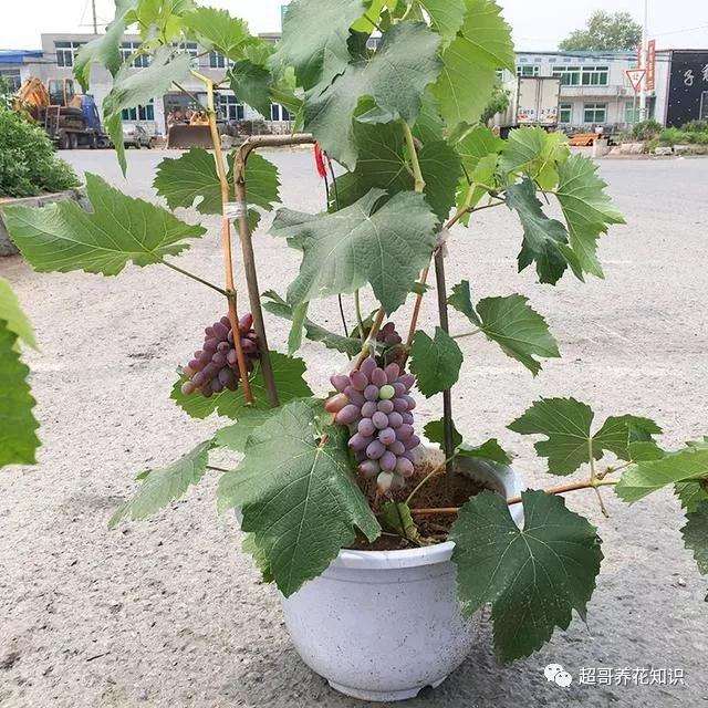 怎么用葡萄苗栽种盆景的方法