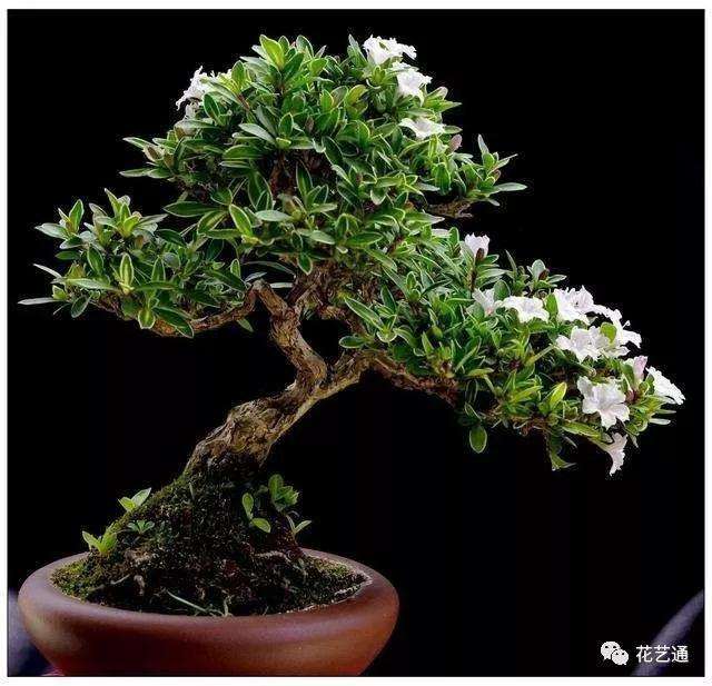 六月雪盆景怎么整形修剪与控水控肥