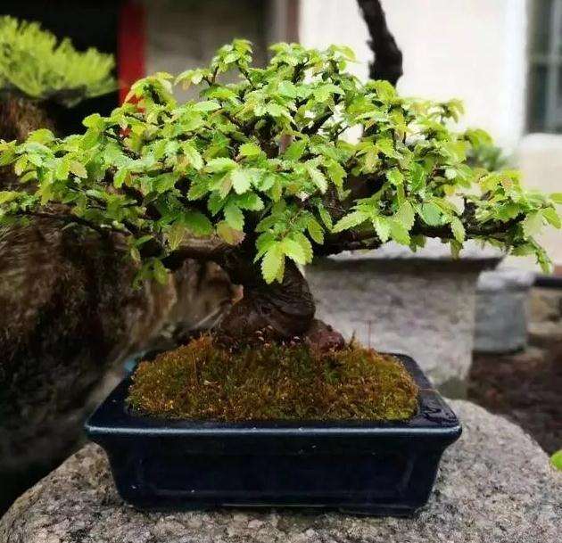 图解 怎么用金属丝对盆景进行定型的方法