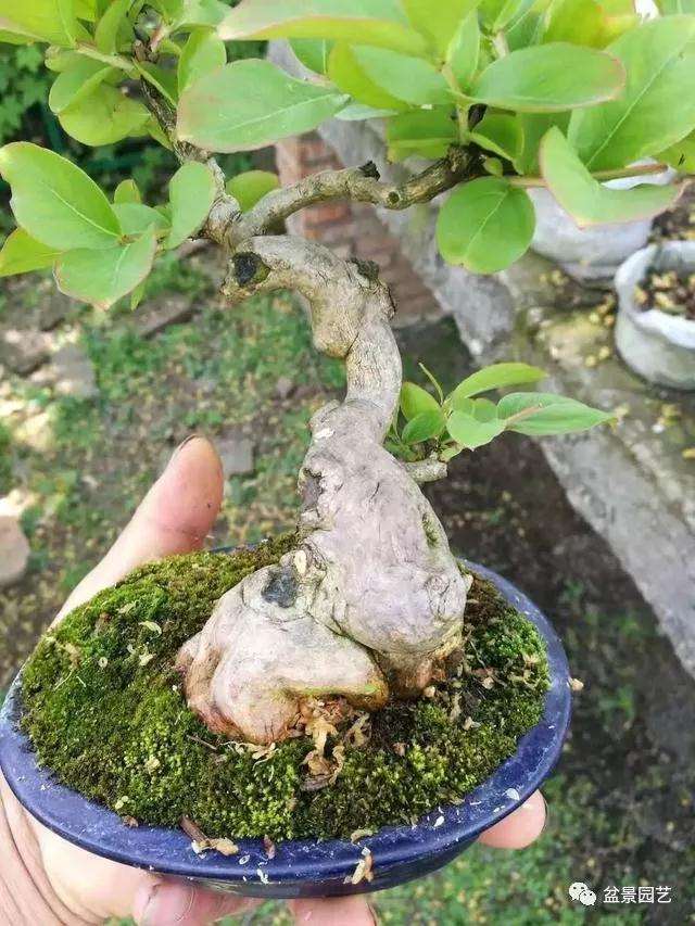图解 怎么用金属丝对盆景进行定型的方法