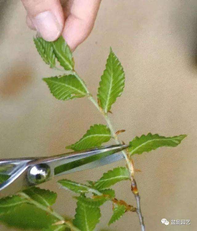 图解 怎么用金属丝对盆景进行定型的方法