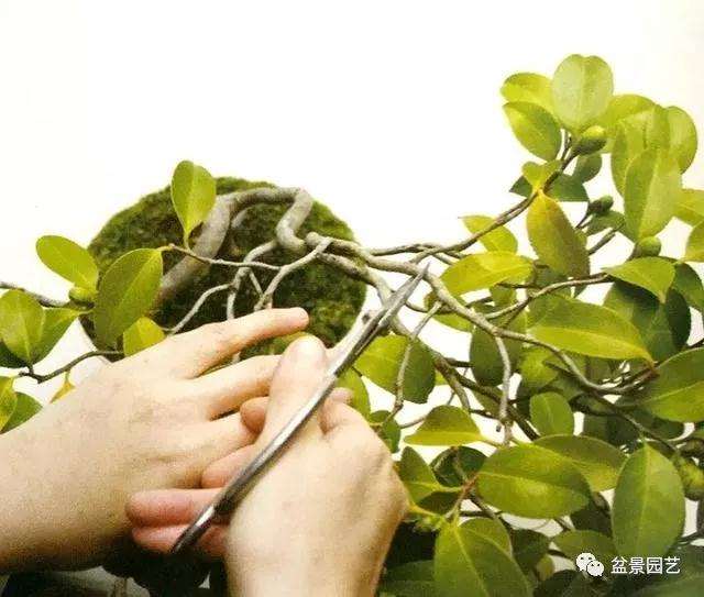 图解 怎么用金属丝对盆景进行定型的方法