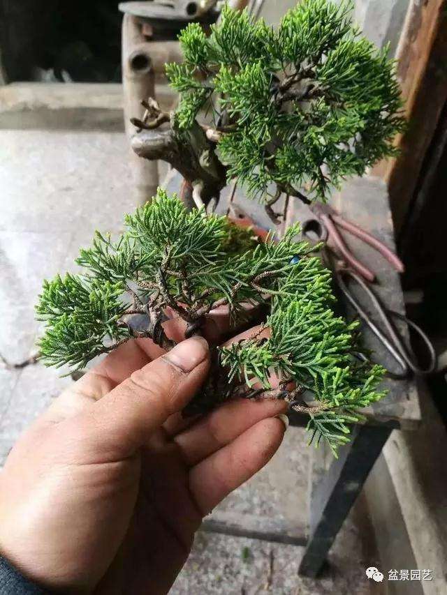 图解 怎么用金属丝对盆景进行定型的方法