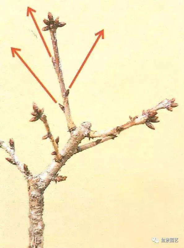 图解 怎么用金属丝对盆景进行定型的方法