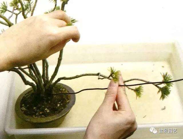 图解 怎么用金属丝对盆景进行定型的方法