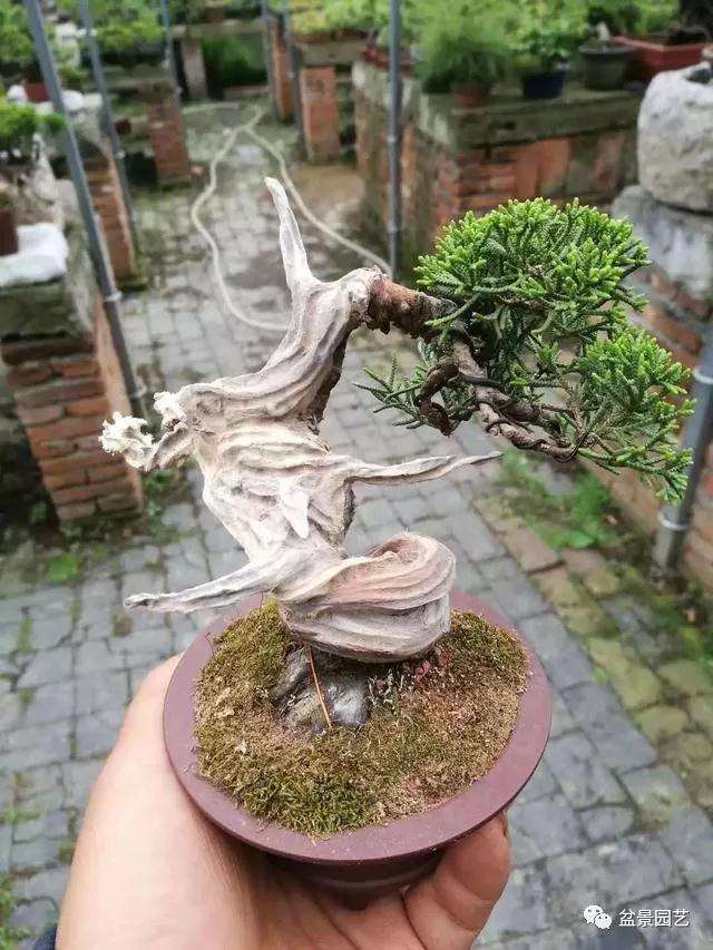 图解 怎么用金属丝对盆景进行定型的方法
