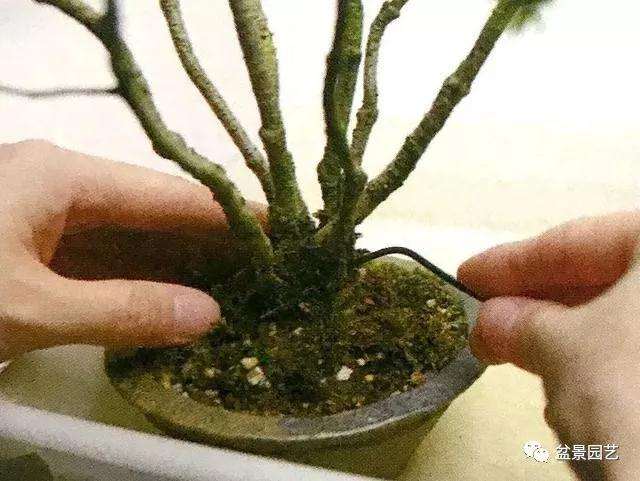 图解 怎么用金属丝对盆景进行定型的方法