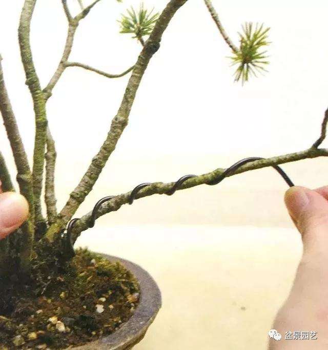 图解 怎么用金属丝对盆景进行定型的方法