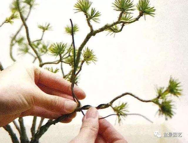 图解 怎么用金属丝对盆景进行定型的方法