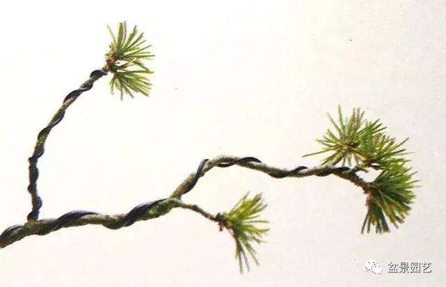 图解 怎么用金属丝对盆景进行定型的方法
