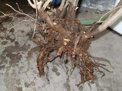 第一年下山桩在养护中需要注意哪些问题