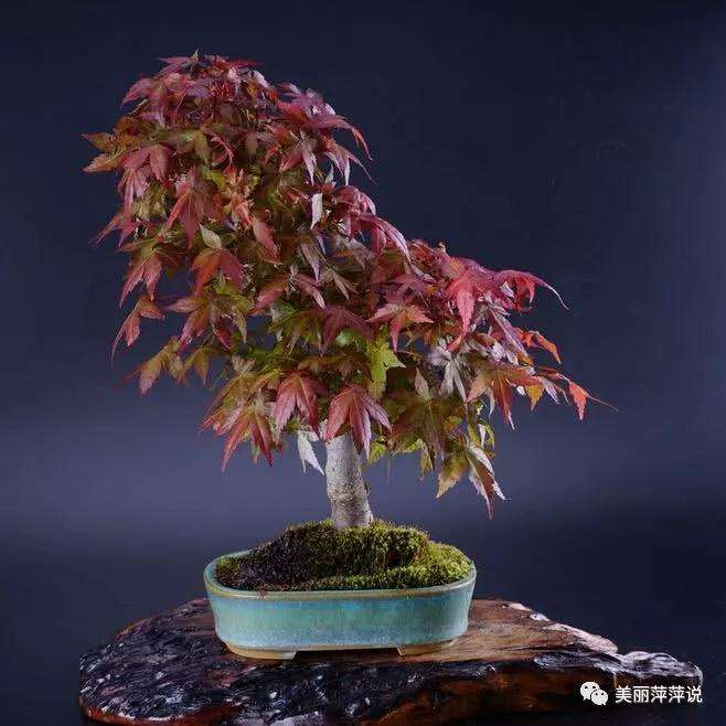 红枫盆景得叶子晒伤