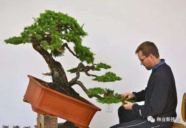 你知道盆景造型时 怎么修剪吗 图片