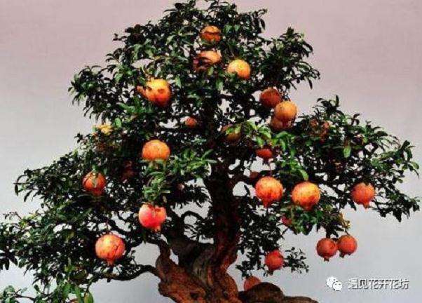 石榴盆景夏季怎么养护的技巧