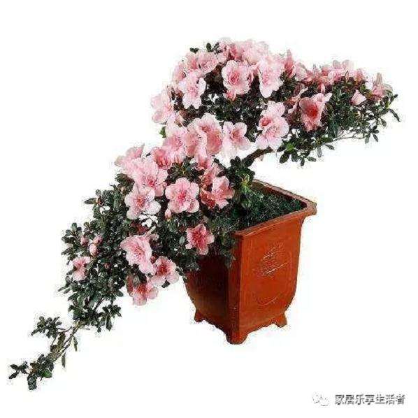 映山红盆景怎么浇水养护的5个方法