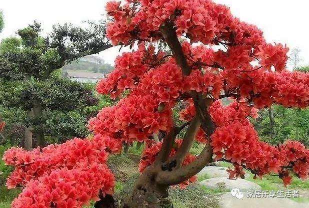 映山红盆景产在什么地方