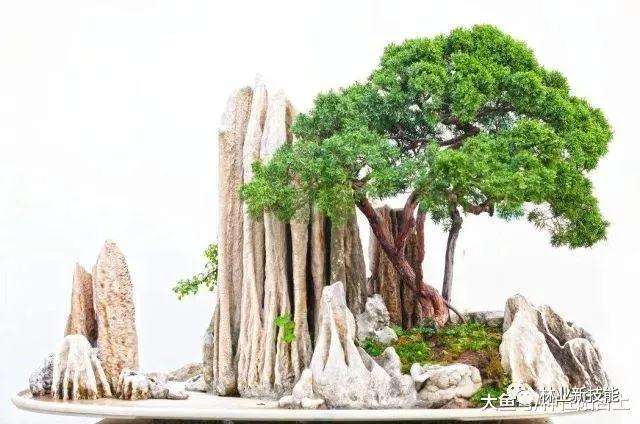 2019年盆景专家委员会主要做好5件工作