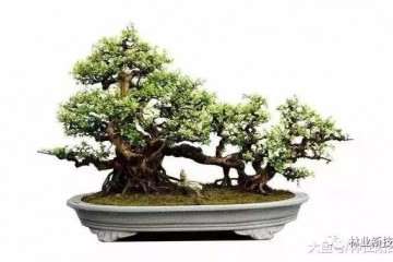 广东省盆景协会专家委员会工作意见