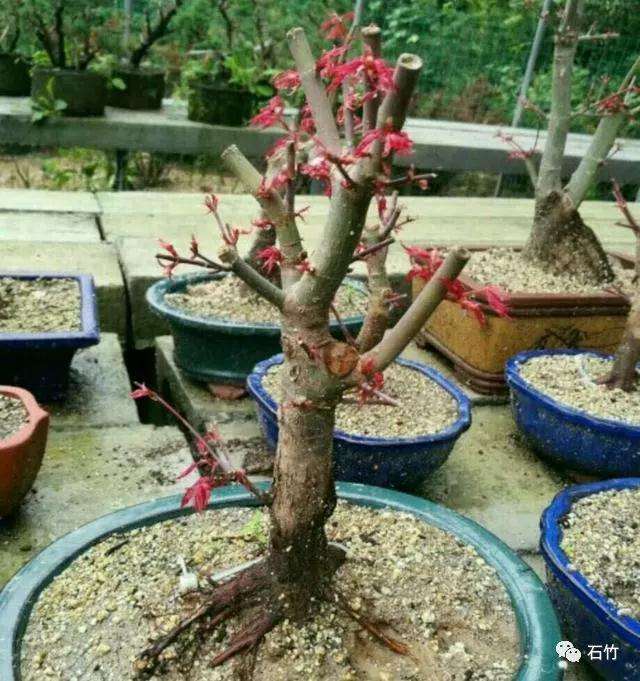 红枫盆景桩头太高怎么办