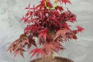 红枫盆景桩头太高怎么矮化造型的3个方法