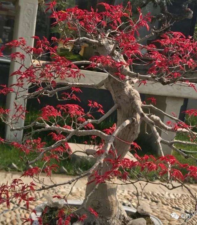 适合新手盘扎的红枫盆景造型