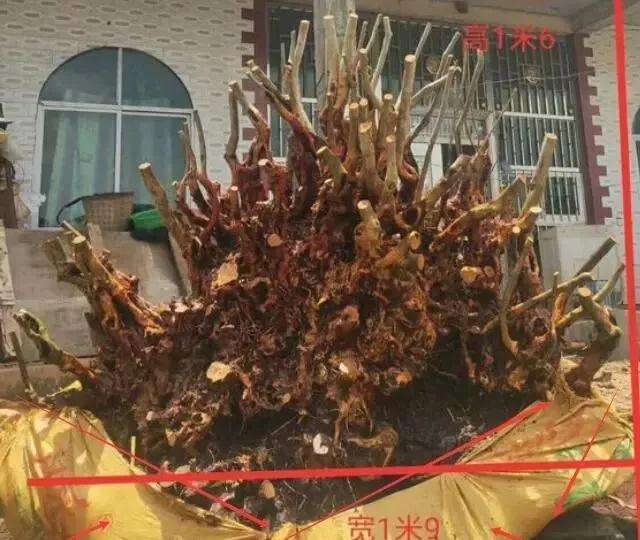映山红下山桩怎么采挖上盆养护
