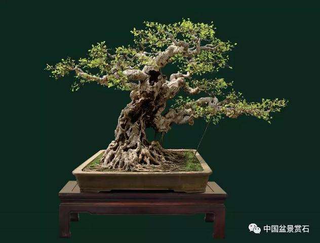 郑永泰大师解析两件闽南榕树盆景造型