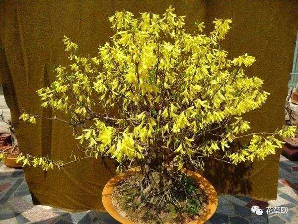 怎么种植连翘盆景的方法有哪些