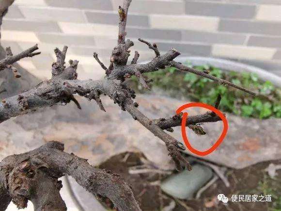 榆树盆景春季发芽枯死