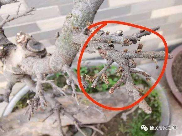 榆树盆景春季发芽枯死