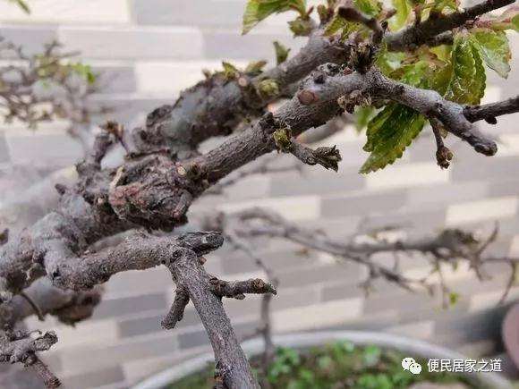 榆树盆景春季发芽枯死