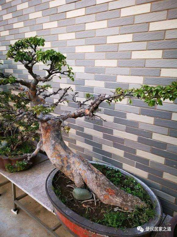 榆树盆景春季发芽枯死