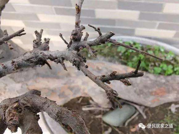 榆树盆景春季发芽枯死