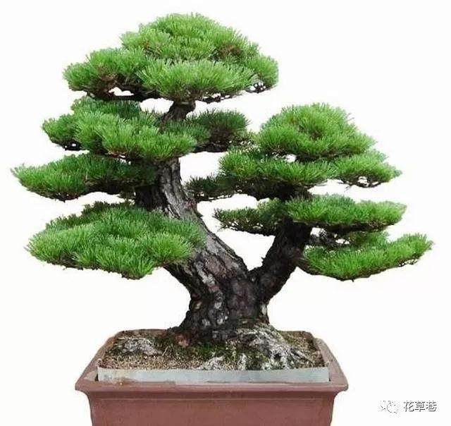 黑松盆景怎么管理养护的方法