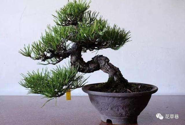 黑松盆景造型前期怎么制作的方法