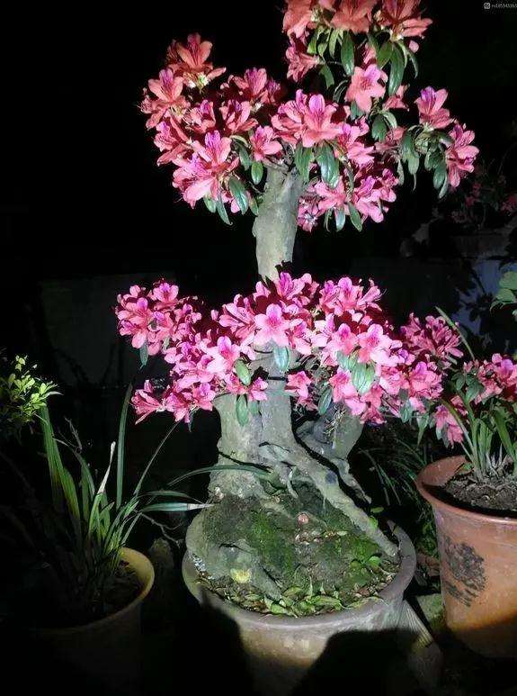 养了3年的杜鹃花盆景怎么造型的方法