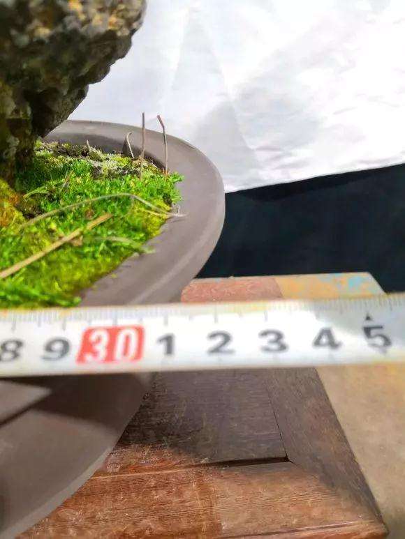 图解 定型1年的附石松树盆景怎么造型