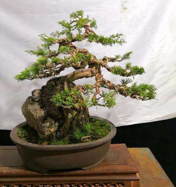 图解 定型1年的附石松树盆景怎么造型