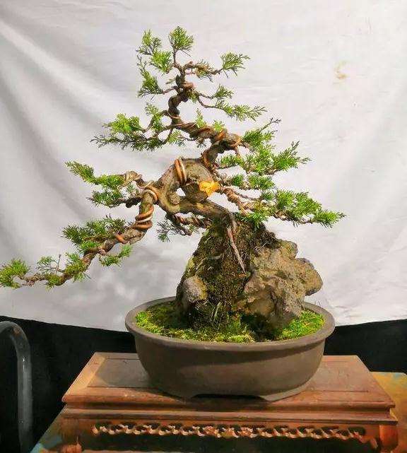 定型1年的附石松树盆景怎么造型