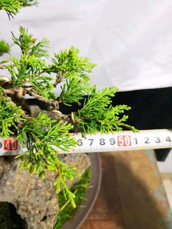 图解 定型1年的附石松树盆景怎么造型