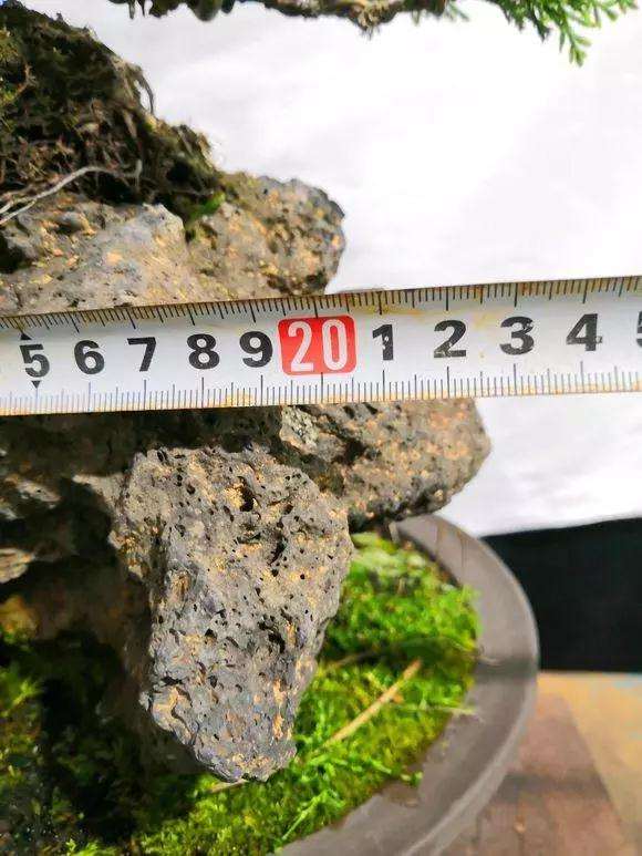 图解 定型1年的附石松树盆景怎么造型