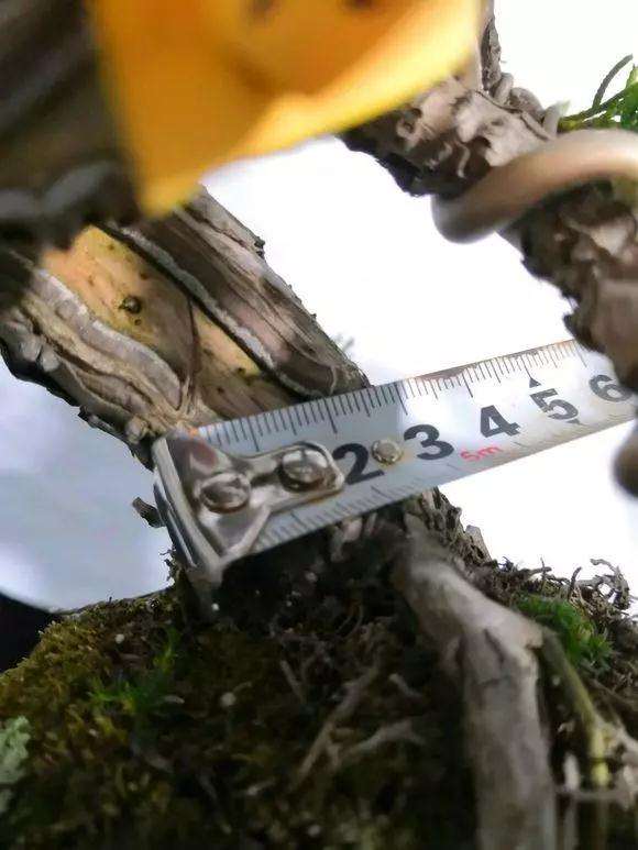 图解 定型1年的附石松树盆景怎么造型