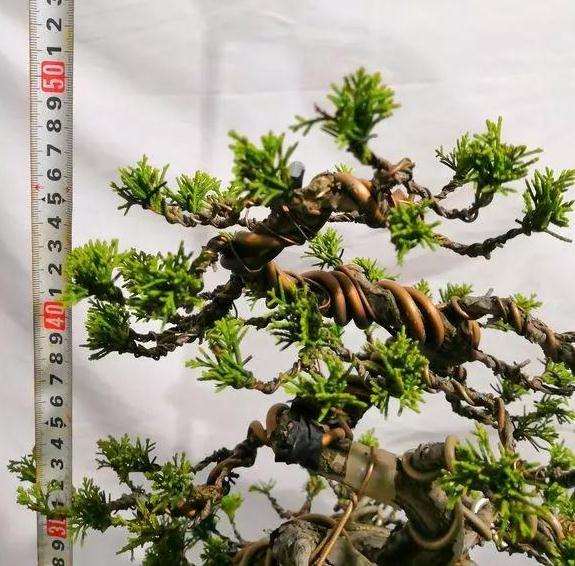 图解 定型1年的附石松树盆景怎么造型
