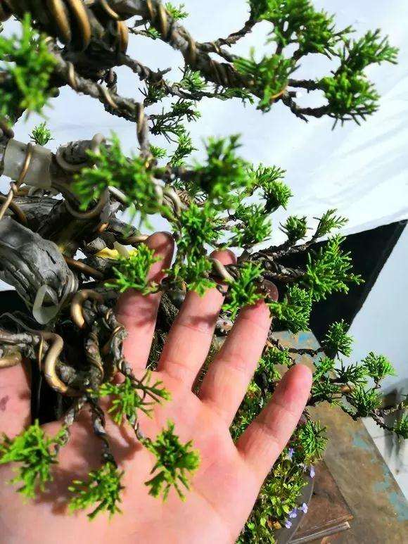 图解 定型1年的附石松树盆景怎么造型