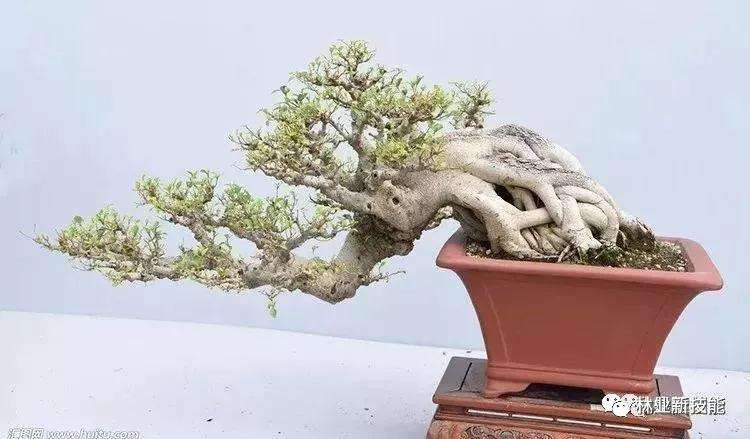 自然式盆景怎么造型的方法