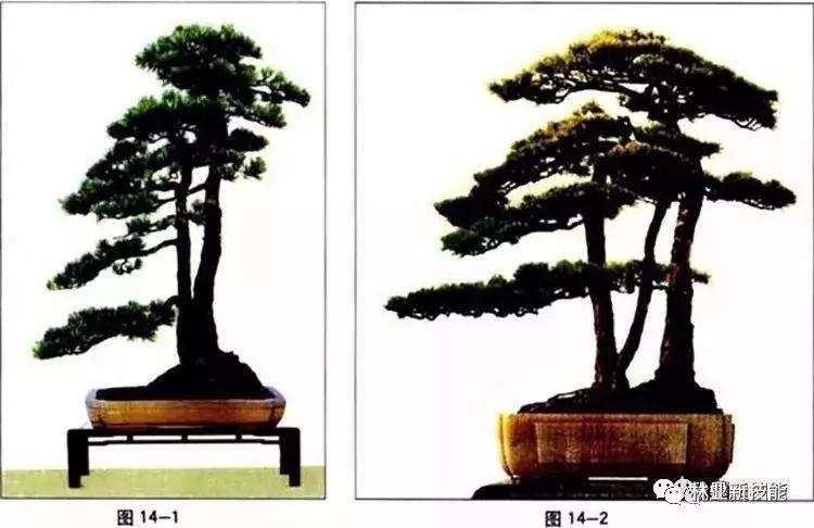 自然式盆景怎么造型的方法