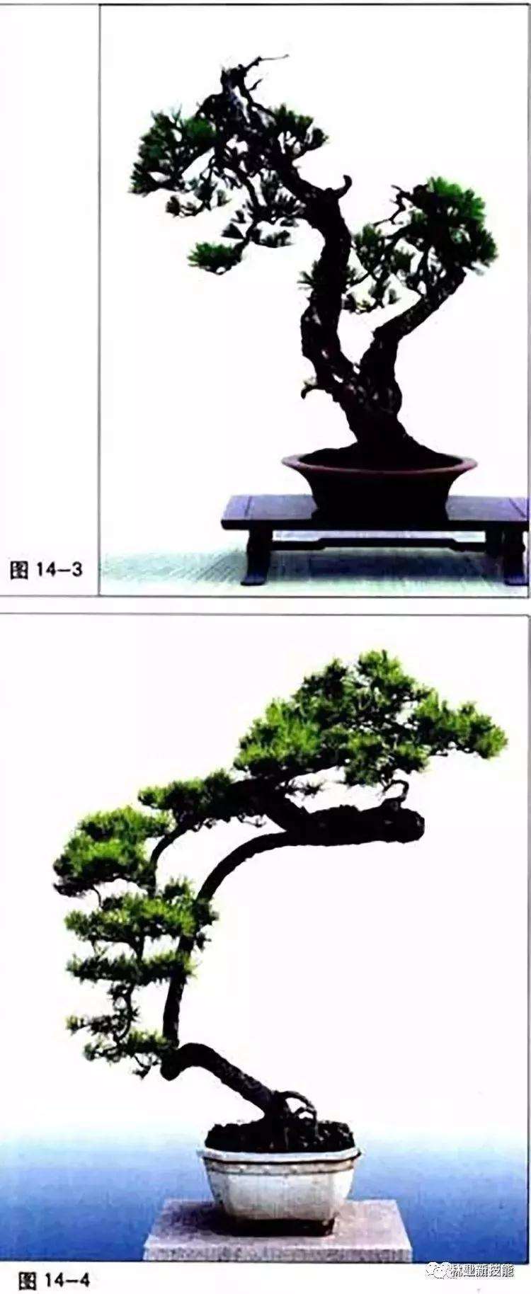 图解 自然式盆景怎么造型的方法